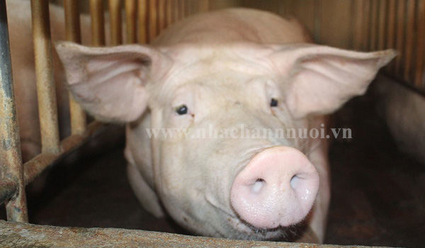 Triển khai quyết liệt các biện pháp phòng chống bệnh LMLM