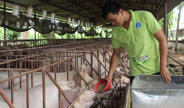 Đồng Nai: Đàn heo tăng hơn 110 ngàn con