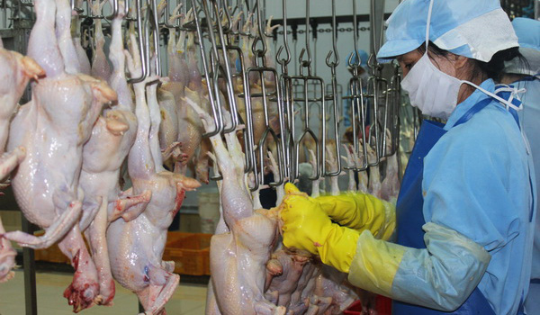 dong-nai-di-dau-xay-dung-vung-an-toan-dich-cho-xuat-khau-gia-cam