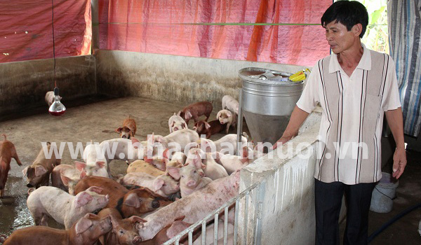Đồng  Nai: Khuyến cáo người chăn nuôi trước diễn biến giá cả phức tạp