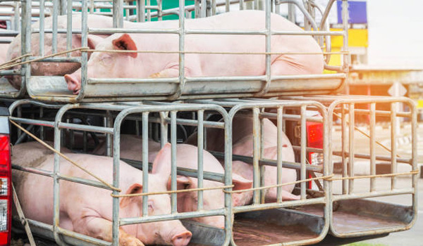 du-baogia-tang-khung-thuoc-khang-sinh-su-dung-o-dong-vat-vao-nam-2030