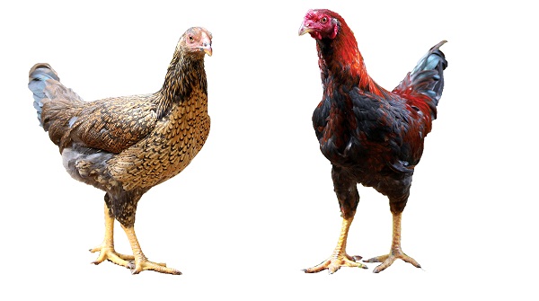 Gà ta lai chọi chọn tạo LH – 009 Lượng Huệ: Số 1 về năng suất chăn nuôi