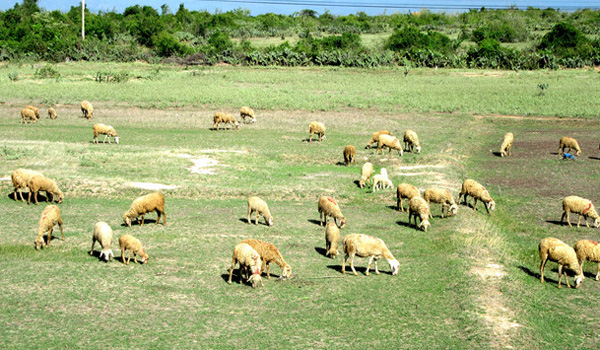 gan-chi-dan-dia-ly-len-thit-cuu-ninh-thuan