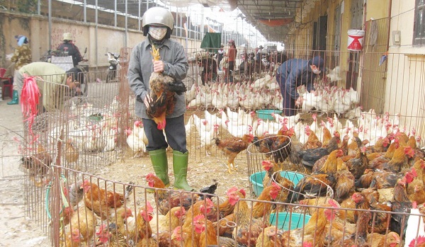 Bộ NN&PTNT ra công điện ngăn chặn gia cầm nhập lậu vào Việt Nam
