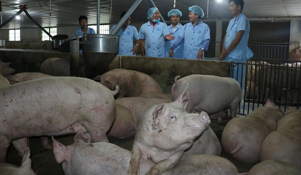 thuc-te-gia-heo-hoi-50000-dong-kg-chi-la-ca-biet