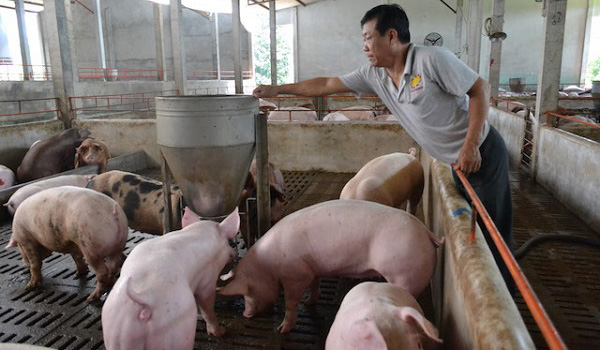 Giá heo hơi hôm nay 10/5: Giá mới nhất lên 46.000 đồng/kg, "sốc" vì không còn heo bán