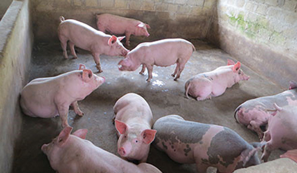 gia-heo-hoi-hom-nay-2-10-heo-di-bien-tiep-tuc-gap-kho-khan