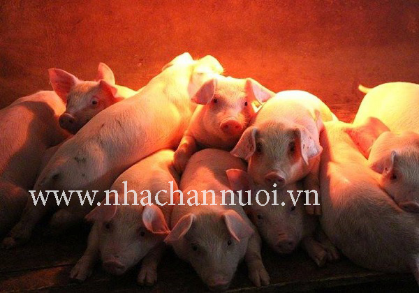 gia-heo-hoi-hom-nay-7-2-tiep-tuc-bien-dong-tren-ca-nuoc