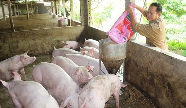 Giá heo hơi tăng bất thường: Không tin được con số thống kê đàn lợn