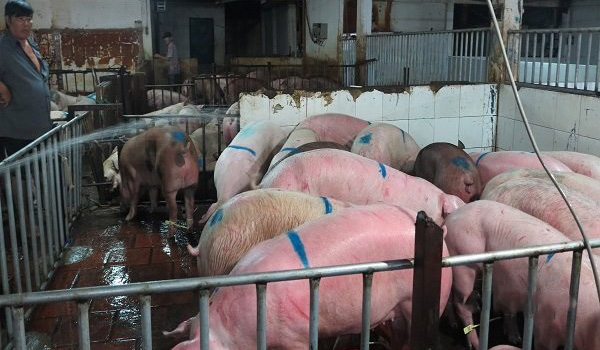 Giá heo hơi tăng kỷ lục, người chăn nuôi khó mua con giống