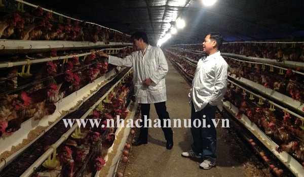 Hà Nội: Chủ động thực hiện các giải pháp phòng chống dịch cúm A/H7N9