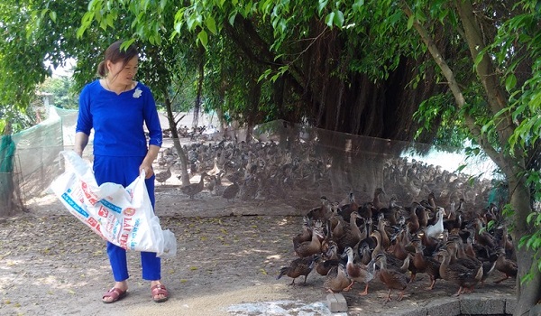 ha-noi-lam-giau-tu-mo-hinh-chan-nuoi-ap-no-vit-troi