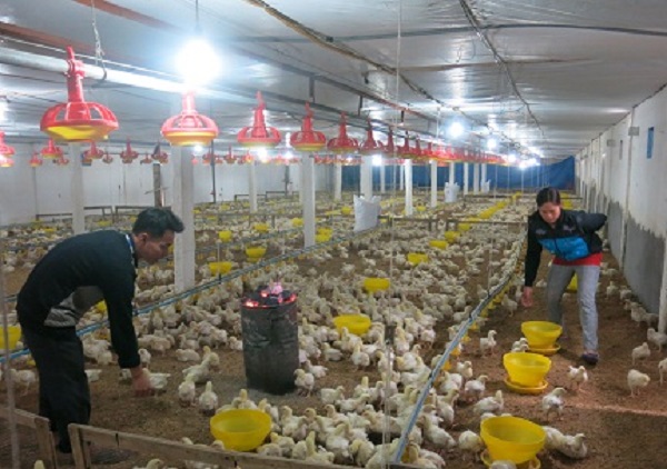 hai-phong-chu-dong-phong-chong-ret-cho-cay-trong-vat-nuoi