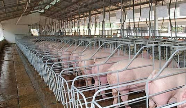 “Hạn chế đầu tư nhà máy thức ăn chăn nuôi”