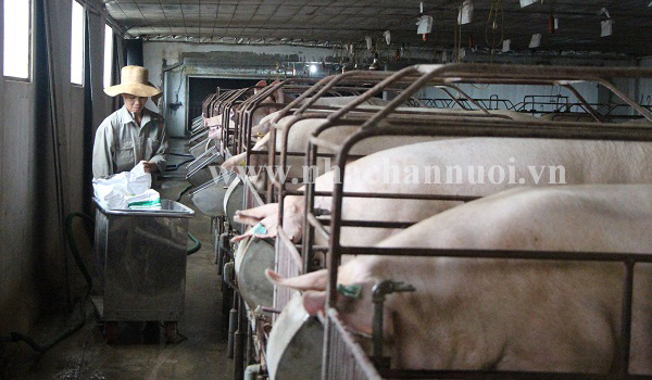 Hiệp hội Chăn nuôi Đồng Nai: Đề xuất các giải pháp phòng chống bệnh Dịch tả heo Châu Phi