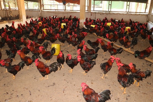 Mức độ di truyền và khuynh hướng di truyền của các tính trạng chọn lọc ở dòng LT1 và LT2 gà Lạc Thủy