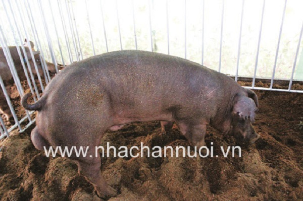 Khả năng sinh trưởng của dòng lợn đực cuối TS3 được chọn lọc dựa trên đánh giá di truyền Blup kết hợp kiểu gen H-FABP, MC4R và PIT-1