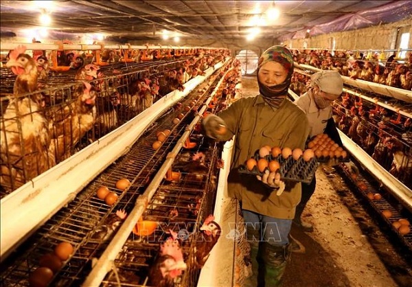 Thanh Hóa liên kết hộ chăn nuôi gia cầm theo hướng sản xuất hàng hóa
