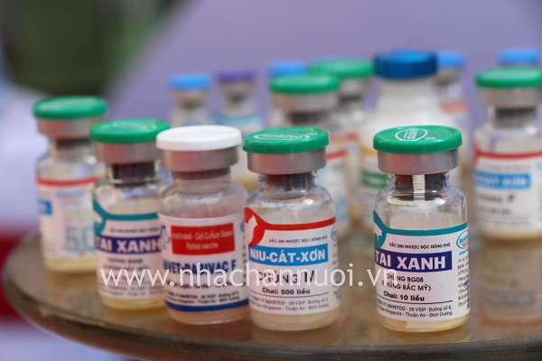 Nghiên cứu vắc xin trong nước: Những tín hiệu đáng mừng