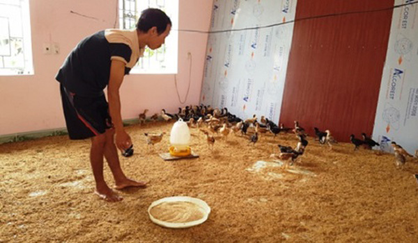 hung-yen-thong-tin-ve-viec-lon-ga-o-nha-cao-cua-rong-nguoi-o-leu-lan-tam-bo