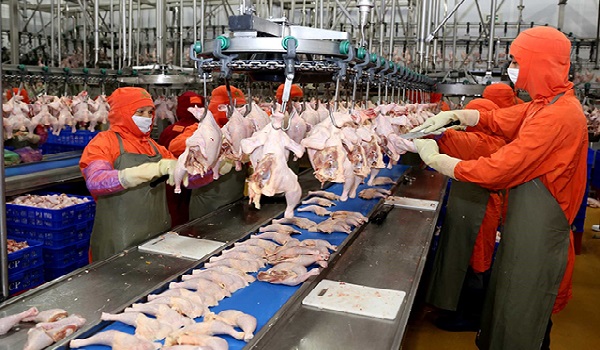 Không áp dụng công nghệ 4.0, chăn nuôi sẽ gặp khó