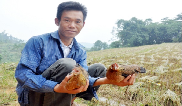 Kinh nghiệm thuần hoá và chăm sóc gà rừng