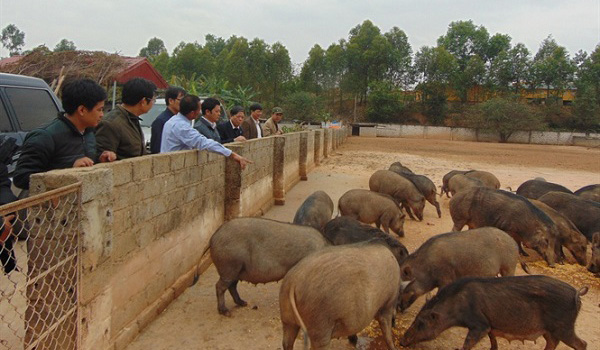Lão nông bỏ phố xá lên vùng đồi núi lập nghiệp nuôi lợn rừng thành công