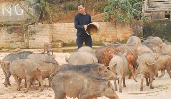 lao-nong-bo-pho-xa-len-vung-doi-nui-lap-nghiep-nuoi-lon-rung-thanh-cong