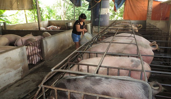 lay-da-vuc-lai-lon-mo-hinh-khong-the-nha-rong