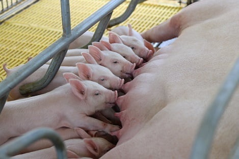 Vì sao con người sử dụng sữa bò, dê mà không dùng sữa lợn?