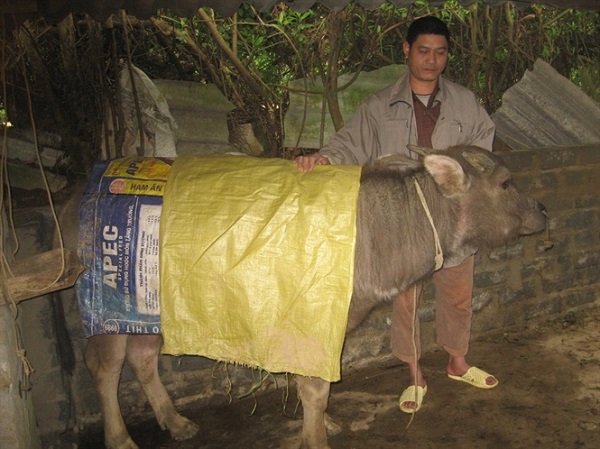 Miền Bắc chìm trong rét buốt, nhiều nơi 'căng mình' phòng chống gia súc chết