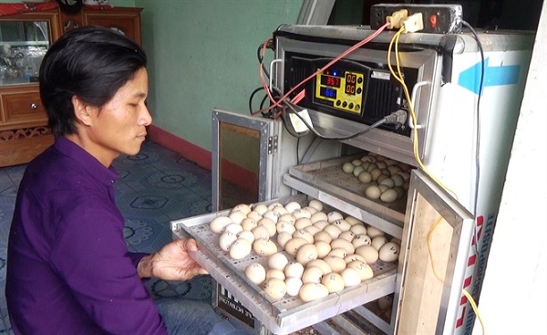 Mở nhạc nuôi chim trĩ sinh sản, thắng lợi bất ngờ