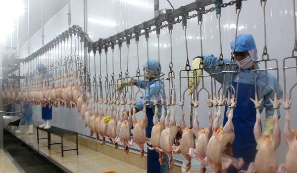 Mở rộng cơ hội xuất khẩu thịt gia cầm Việt Nam ra thế giới