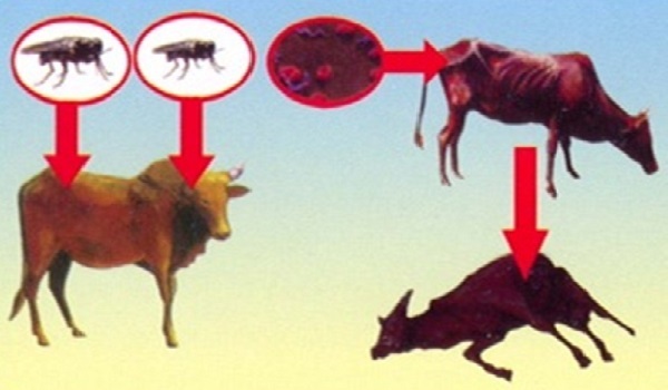 Một số bệnh ký sinh trùng thường gặp trên trâu, bò và cách phòng trị