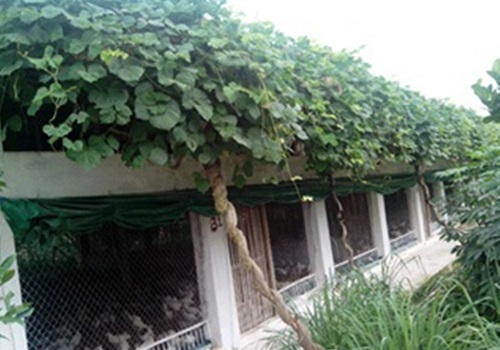 Một số biện pháp kỹ thuật chống nắng, nóng cho vật nuôi trong mùa hè