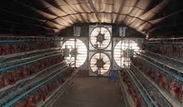 Một số biện pháp kỹ thuật chống nắng, nóng cho vật nuôi trong mùa hè