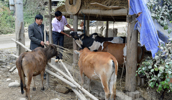 mu-cang-chai-chu-dong-phong-chong-doi-ret-cho-gia-suc