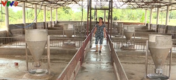 mua-lu-ve-bat-ngo-nguoi-dan-khanh-hoa-mat-trang-dan-gia-suc