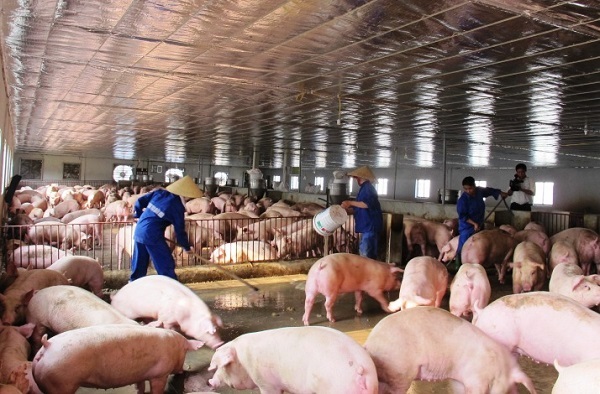 Mục tiêu quản lý toàn diện chất thải chăn nuôi