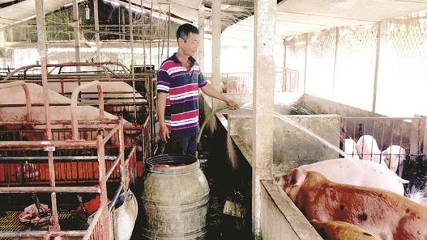 nang-nong-vuot-40-c-canh-bao-thiet-hai-trong-chan-nuoi