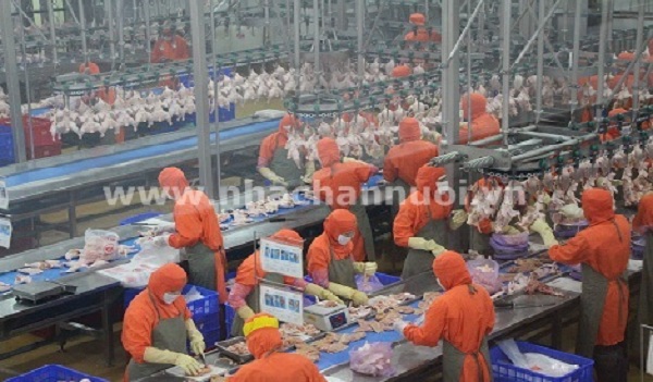 Ngành chăn nuôi: Đẩy mạnh giết mổ, chế biến và xuất khẩu thịt