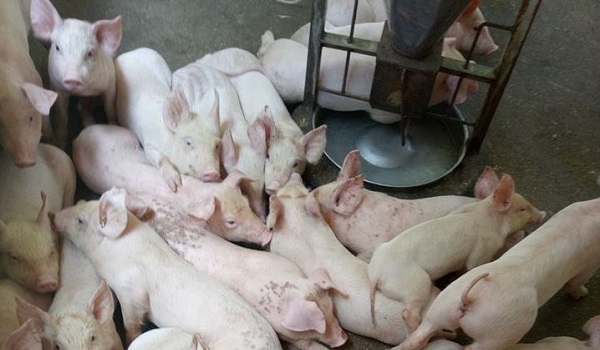 nganh-chan-nuoi-can-co-thong-ke-chat-che