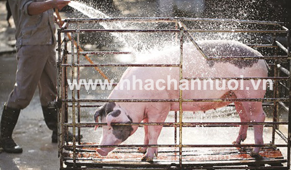 Ngành chăn nuôi năm 2017: Bức tranh sáng tối đan xen