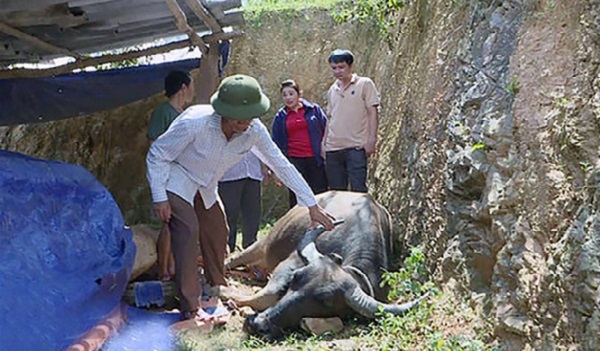 Nghệ An: Dính tụ huyết trùng, trâu bò chết hàng loạt