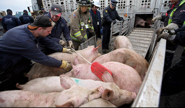 nguoi-chan-nuoi-heo-australia-keu-goi-giai-cuu-vi-nguon-cung-du-thua