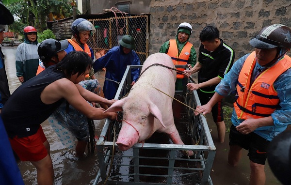 Tổng vệ sinh, sát trùng và phòng, chống dịch bệnh động vật sau mưa, lũ