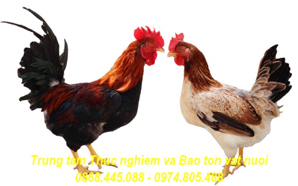 Chọn lọc nâng cao năng suất hai dòng LT1 và LT2 cảu giống gà Lạc Thủy qua 3 thế hệ