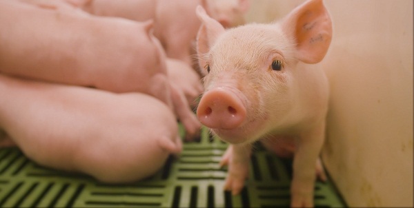 Dịch tả lợn châu Phi: Nhận thức và kiểm soát bệnh