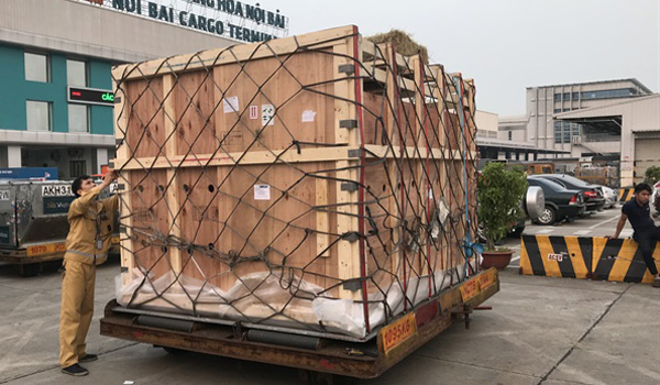 Nhập thêm 10 con bò đực Brahman đỏ từ Mỹ