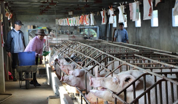 nhin-lai-tinh-hinh-chan-nuoi-thang-7-2018